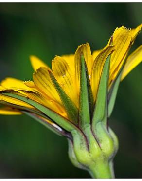 Fotografia 4 da espécie Tragopogon pratensis no Jardim Botânico UTAD