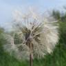 Fotografia 5 da espécie Tragopogon pratensis do Jardim Botânico UTAD