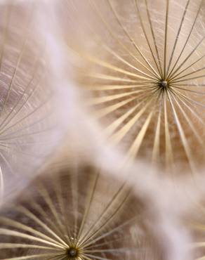 Fotografia 6 da espécie Tragopogon pratensis no Jardim Botânico UTAD