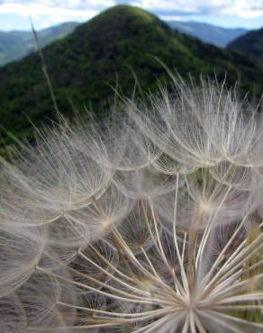 Fotografia 7 da espécie Tragopogon pratensis no Jardim Botânico UTAD