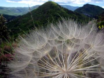 Fotografia da espécie Tragopogon pratensis