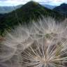 Fotografia 7 da espécie Tragopogon pratensis do Jardim Botânico UTAD