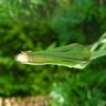 Fotografia 8 da espécie Tragopogon pratensis do Jardim Botânico UTAD