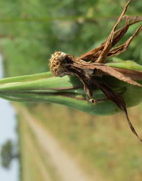 Fotografia 9 da espécie Tragopogon pratensis no Jardim Botânico UTAD