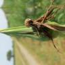 Fotografia 9 da espécie Tragopogon pratensis do Jardim Botânico UTAD