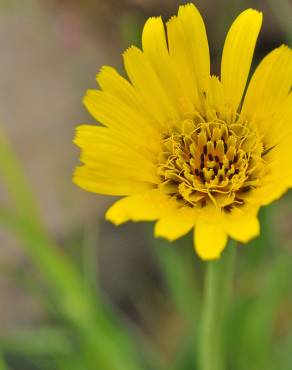 Fotografia 10 da espécie Tragopogon pratensis no Jardim Botânico UTAD