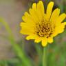 Fotografia 10 da espécie Tragopogon pratensis do Jardim Botânico UTAD