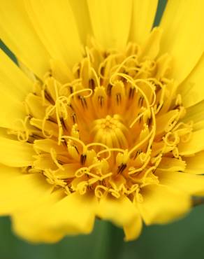 Fotografia 11 da espécie Tragopogon pratensis no Jardim Botânico UTAD