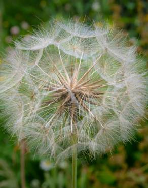 Fotografia 12 da espécie Tragopogon pratensis no Jardim Botânico UTAD