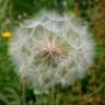 Fotografia 12 da espécie Tragopogon pratensis do Jardim Botânico UTAD