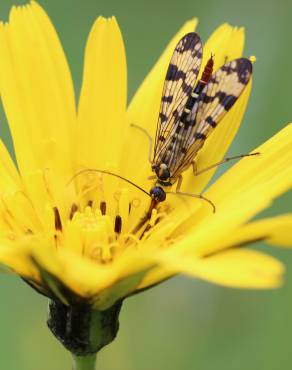 Fotografia 13 da espécie Tragopogon pratensis no Jardim Botânico UTAD