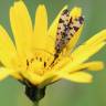 Fotografia 13 da espécie Tragopogon pratensis do Jardim Botânico UTAD