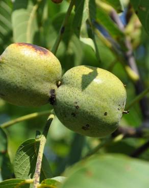 Fotografia 6 da espécie Juglans regia no Jardim Botânico UTAD