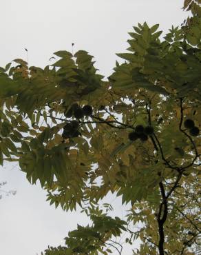 Fotografia 7 da espécie Juglans regia no Jardim Botânico UTAD