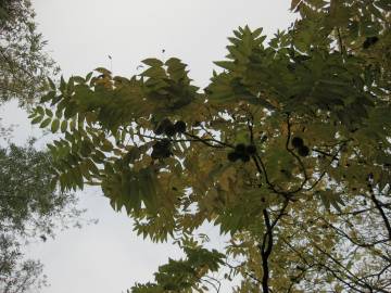 Fotografia da espécie Juglans regia