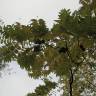 Fotografia 7 da espécie Juglans regia do Jardim Botânico UTAD