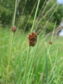 Fotografia da espécie Juncus conglomeratus