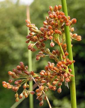 Fotografia 1 da espécie Juncus effusus no Jardim Botânico UTAD