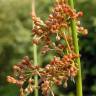 Fotografia 1 da espécie Juncus effusus do Jardim Botânico UTAD