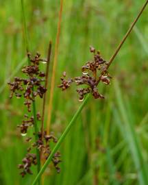 Fotografia da espécie Juncus effusus