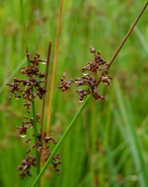 Fotografia 3 da espécie Juncus effusus no Jardim Botânico UTAD