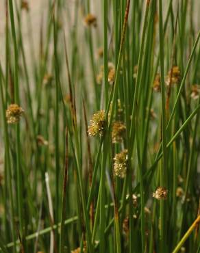 Fotografia 5 da espécie Juncus effusus no Jardim Botânico UTAD