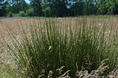 Fotografia da espécie Juncus effusus