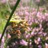 Fotografia 7 da espécie Juncus effusus do Jardim Botânico UTAD