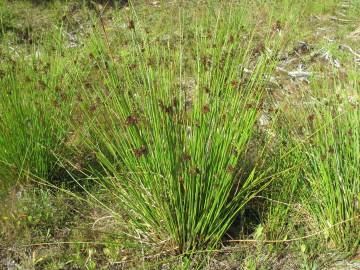 Fotografia da espécie Juncus effusus