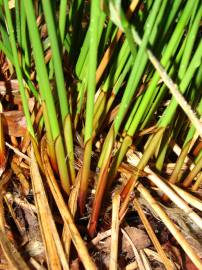 Fotografia da espécie Juncus effusus