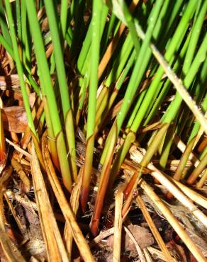 Fotografia 9 da espécie Juncus effusus no Jardim Botânico UTAD