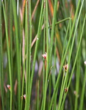 Fotografia 10 da espécie Juncus effusus no Jardim Botânico UTAD