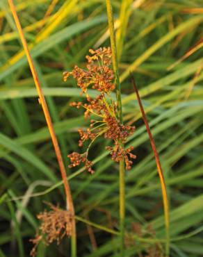 Fotografia 11 da espécie Juncus effusus no Jardim Botânico UTAD