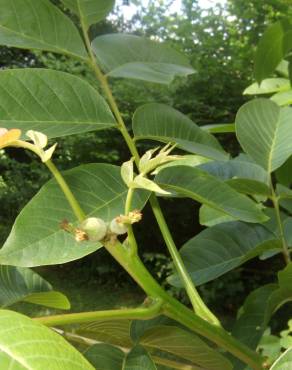 Fotografia 8 da espécie Juglans regia no Jardim Botânico UTAD