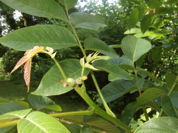 Fotografia da espécie Juglans regia