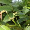 Fotografia 8 da espécie Juglans regia do Jardim Botânico UTAD