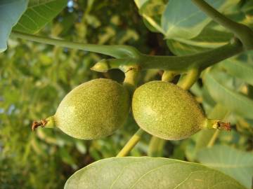 Fotografia da espécie Juglans regia