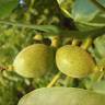 Fotografia 9 da espécie Juglans regia do Jardim Botânico UTAD