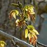 Fotografia 10 da espécie Juglans regia do Jardim Botânico UTAD