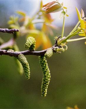 Fotografia 11 da espécie Juglans regia no Jardim Botânico UTAD