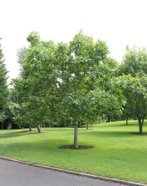 Fotografia 12 da espécie Juglans regia no Jardim Botânico UTAD