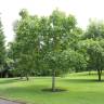 Fotografia 12 da espécie Juglans regia do Jardim Botânico UTAD