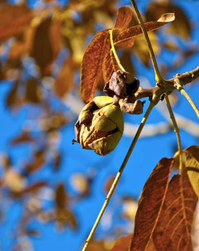 Fotografia de capa Juglans regia - do Jardim Botânico
