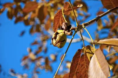 Fotografia da espécie Juglans regia