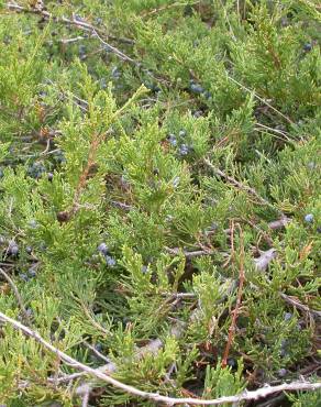 Fotografia 4 da espécie Juniperus horizontalis no Jardim Botânico UTAD