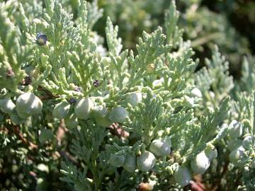 Fotografia da espécie Juniperus horizontalis