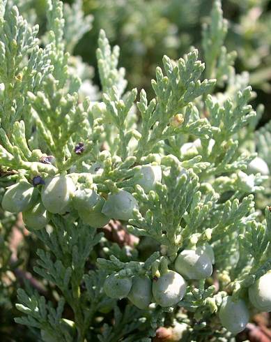 Fotografia de capa Juniperus horizontalis - do Jardim Botânico