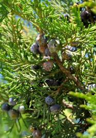Fotografia da espécie Juniperus thurifera