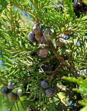 Fotografia 4 da espécie Juniperus thurifera no Jardim Botânico UTAD