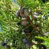 Fotografia 4 da espécie Juniperus thurifera do Jardim Botânico UTAD